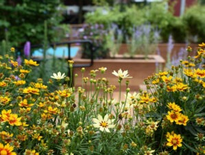 Yellow flowers in the outdoor therapeutic space at the Brookline Center