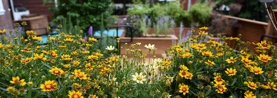 Yellow flowers in the outdoor therapeutic space at the Brookline Center